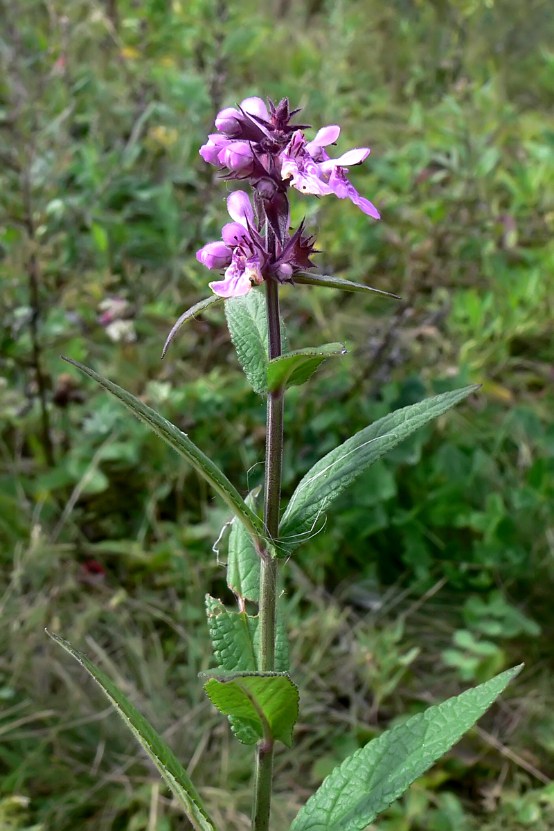 Image of Stachys palustris specimen.