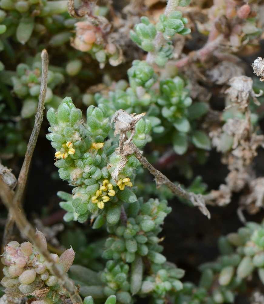 Image of Bassia tomentosa specimen.