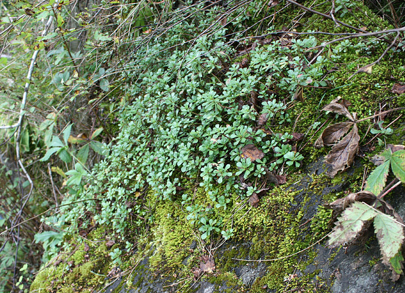 Image of Aizopsis hybrida specimen.