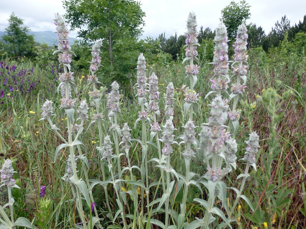 Изображение особи Stachys velata.