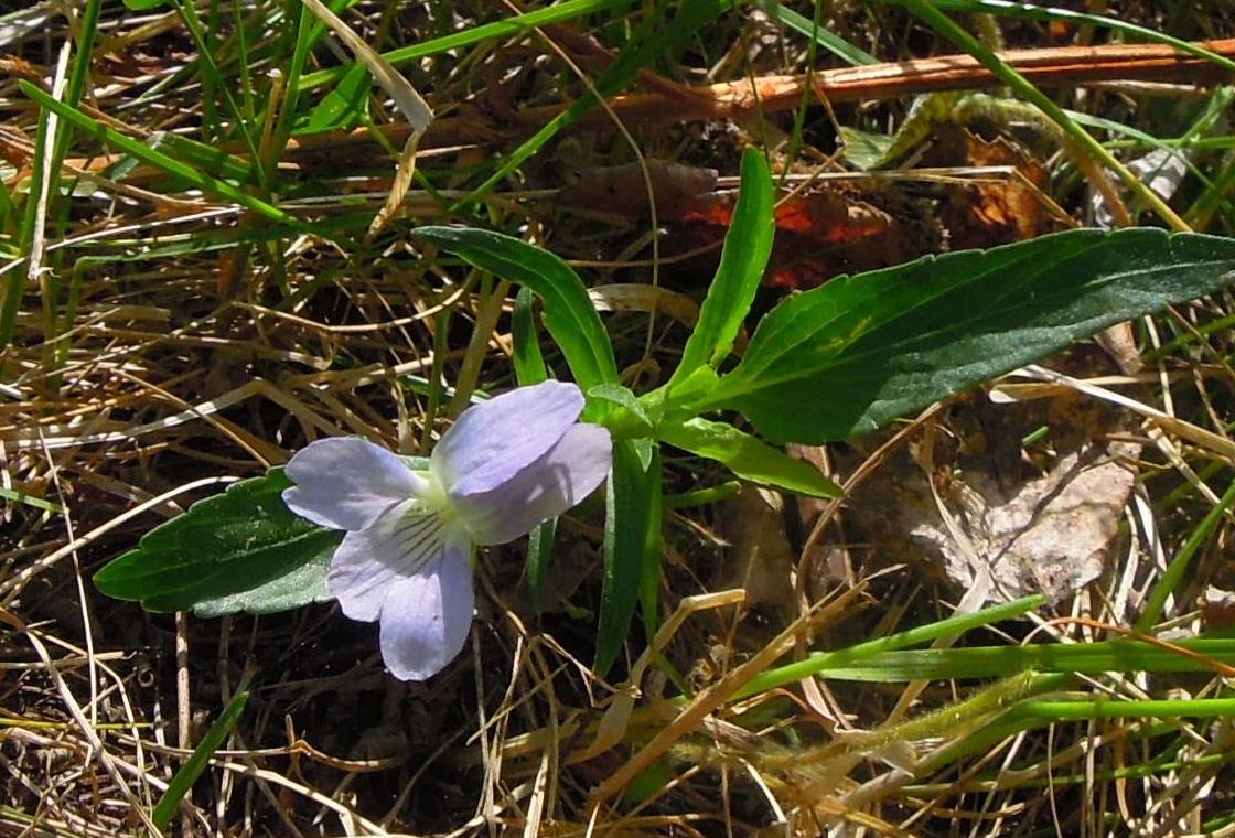 Изображение особи Viola pumila.