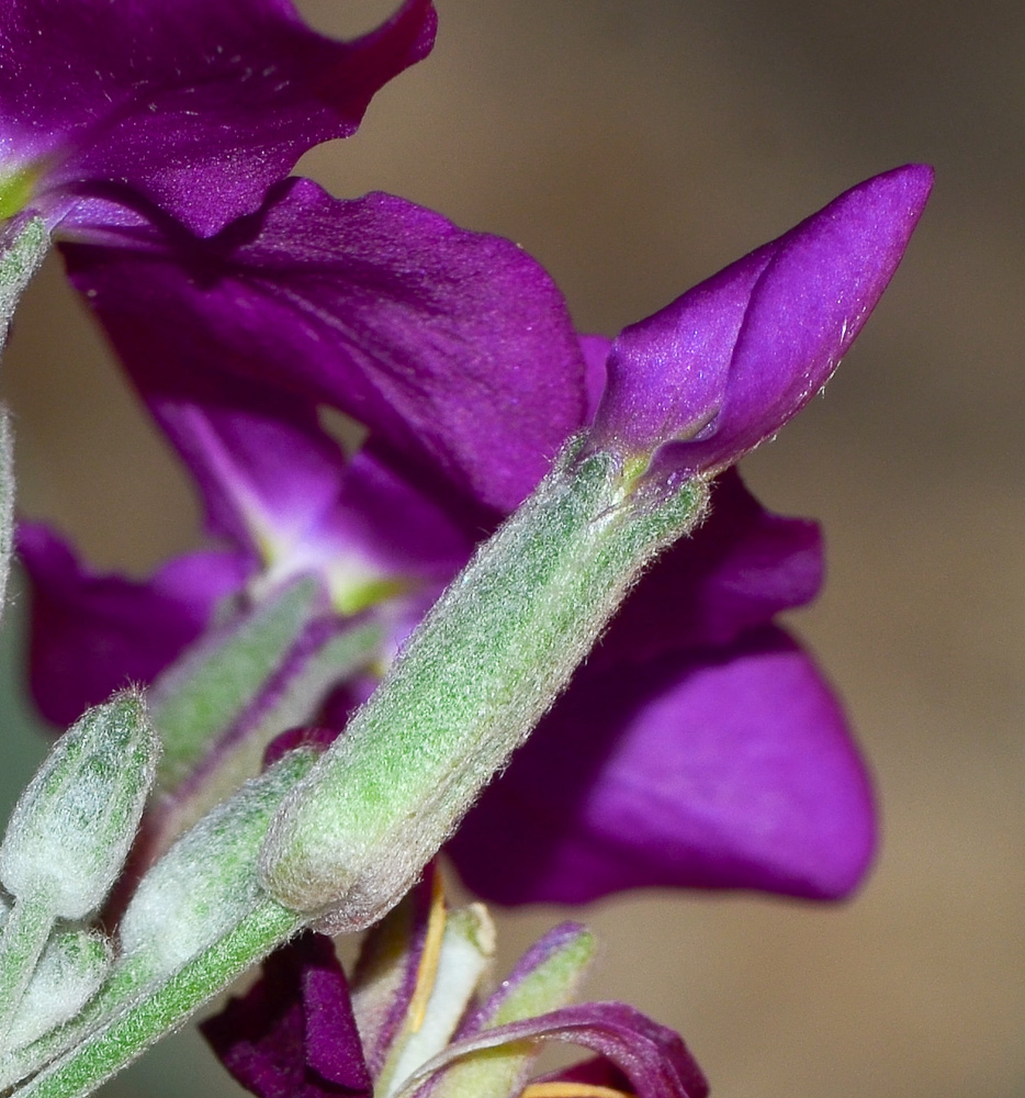 Image of Matthiola incana specimen.