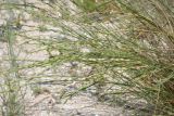 Elytrigia obtusiflora. Верхушки побегов. Крым, Арабатская стрелка, урочище Рожково. 22.06.2016.