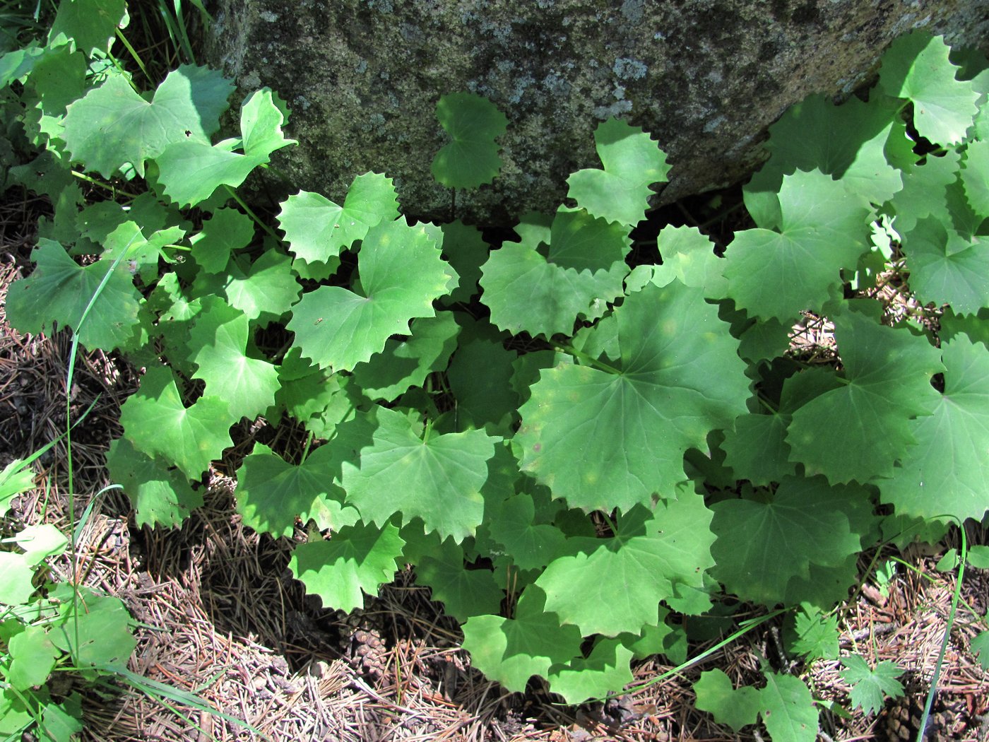 Image of Dolichorrhiza renifolia specimen.