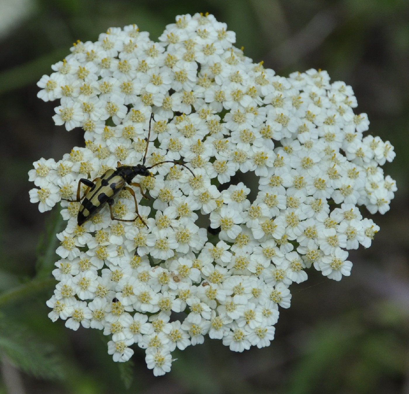 Image of genus Achillea specimen.