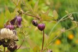 Clematis fusca. Часть побега с бутонами. Приморский край, Уссурийский ГО, окр. с. Монакино, опушка широколиственного леса. 05.07.2016.