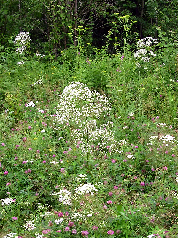 Image of genus Valeriana specimen.