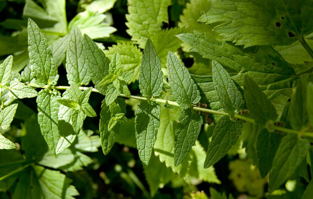 Image of Scutellaria galericulata specimen.