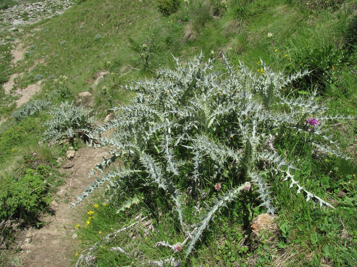 Image of Cirsium cephalotes specimen.