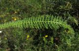 Achillea kuprijanovii