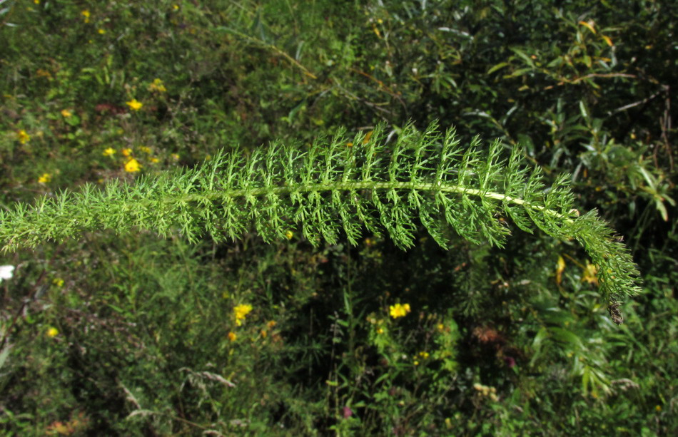 Изображение особи Achillea kuprijanovii.