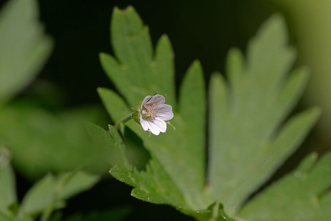 Image of Geranium sibiricum specimen.