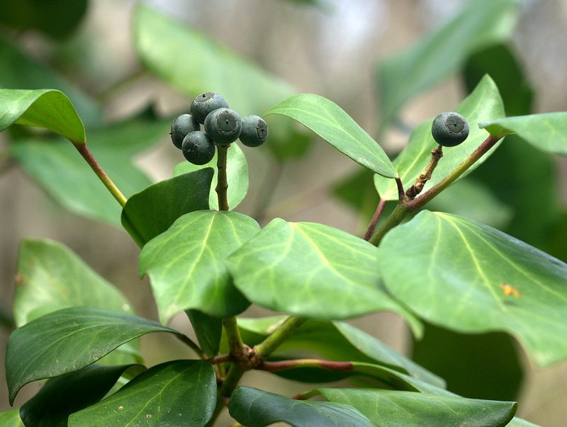 Image of Hedera colchica specimen.