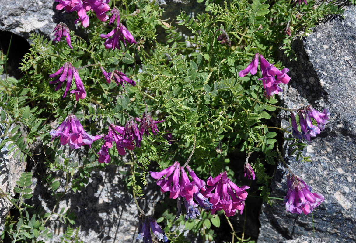 Изображение особи Vicia alpestris.