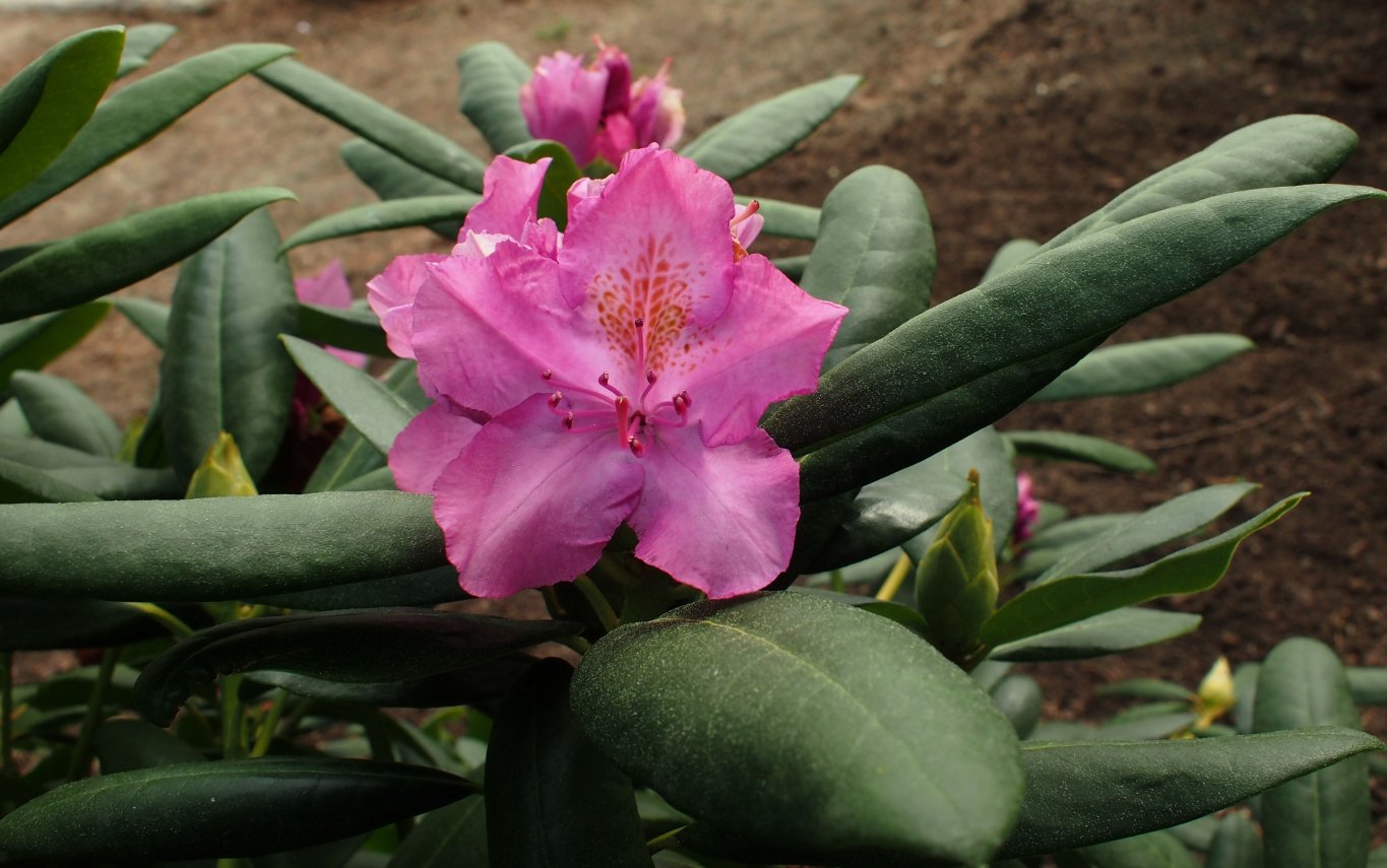 Изображение особи род Rhododendron.