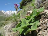 Phlomoides oreophila. Цветущее растение. Казахстан, Сев. Тянь-Шань, Заилийский Алатау в окр. Алматы, Большое Алматинское ущ., р-н плато Гаиш, выс. 2800 м н.у.м. 9 июня 2016 г.