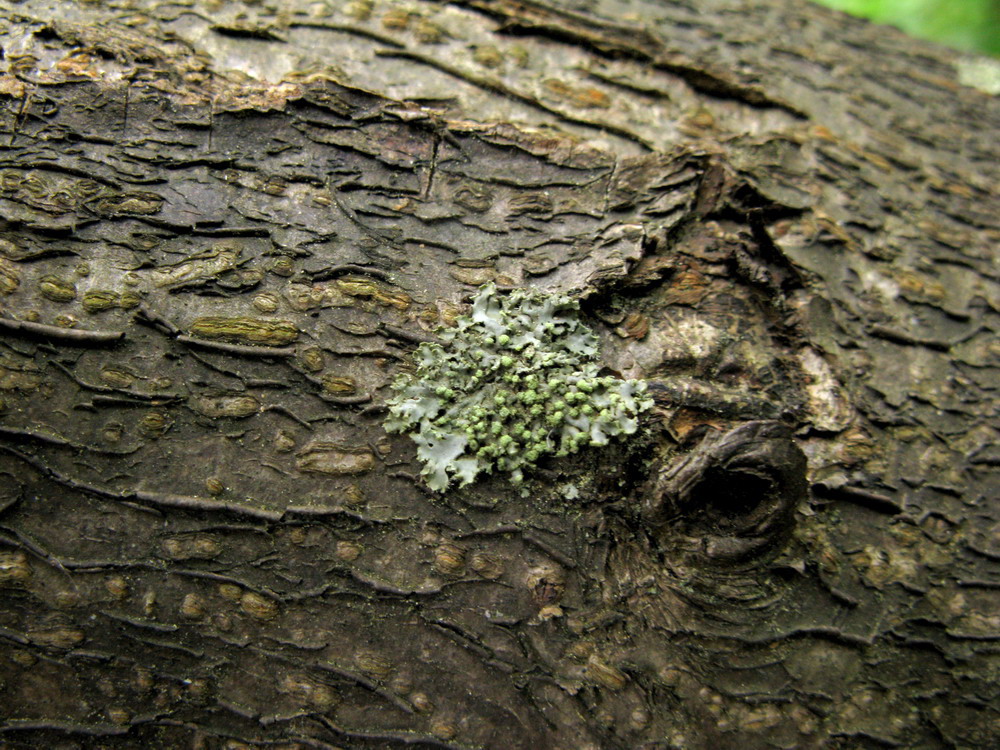 Image of Phaeophyscia pusilloides specimen.