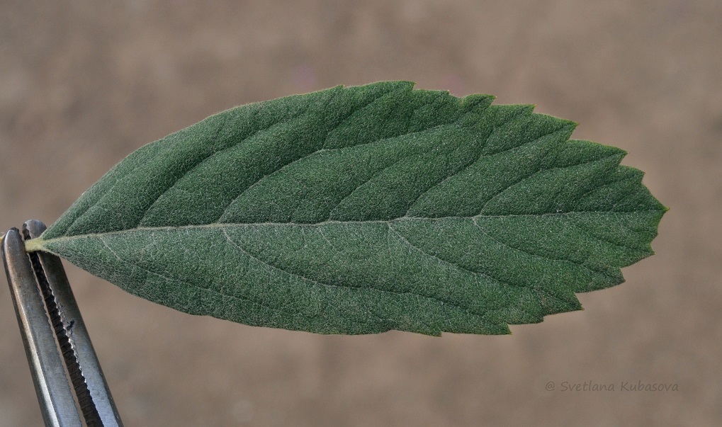 Image of Spiraea douglasii specimen.