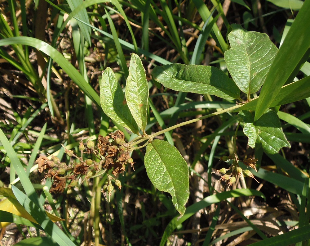 Изображение особи Lysimachia vulgaris.