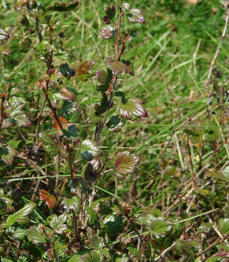 Изображение особи Grossularia reclinata.