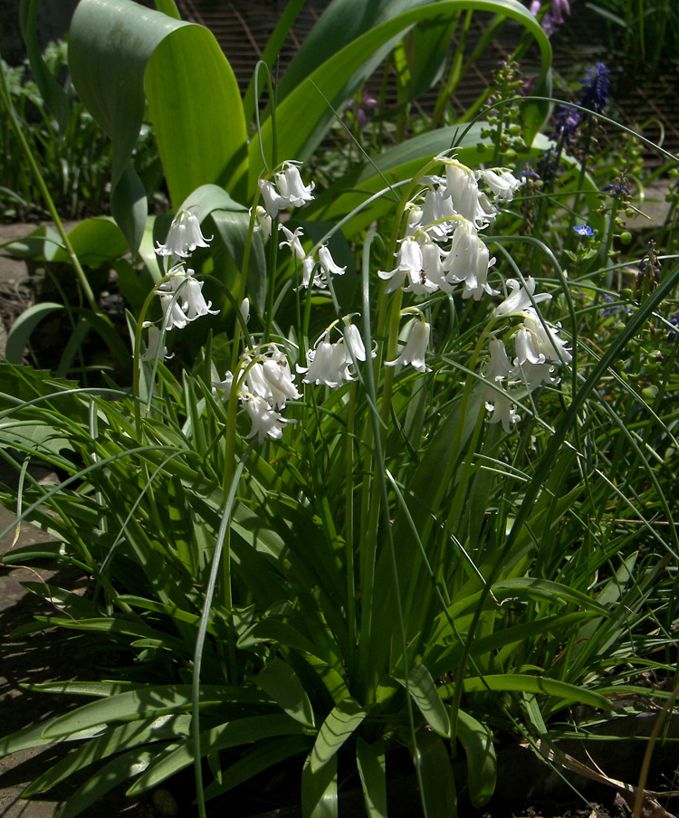 Image of Hyacinthoides hispanica specimen.