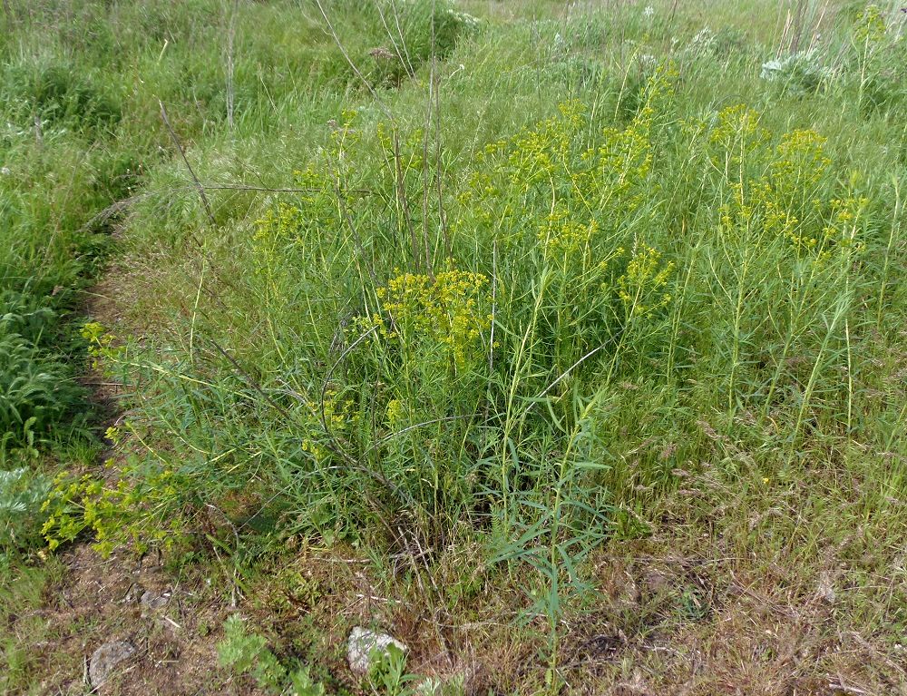 Image of Euphorbia virgata specimen.