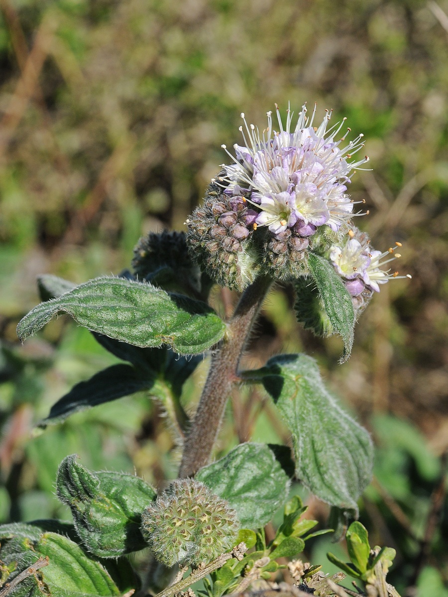 Image of Phacelia californica specimen.