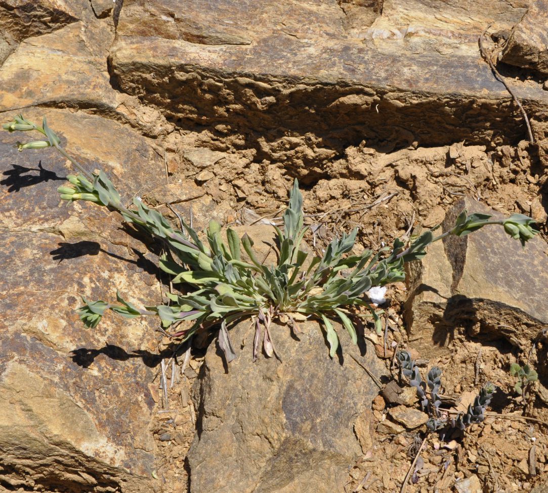 Image of Silene graeca specimen.