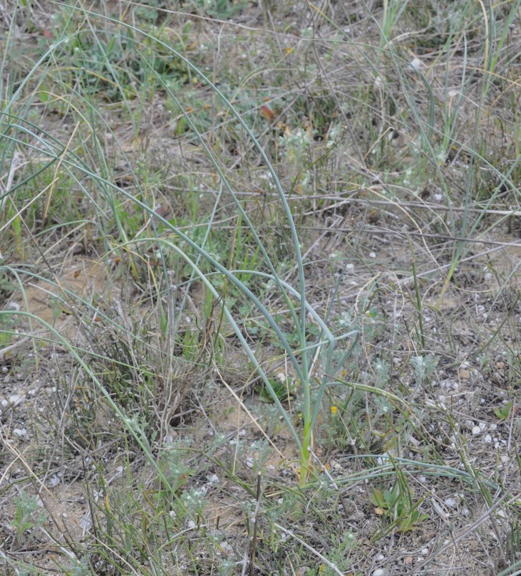 Image of Allium guttatum ssp. sardoum specimen.