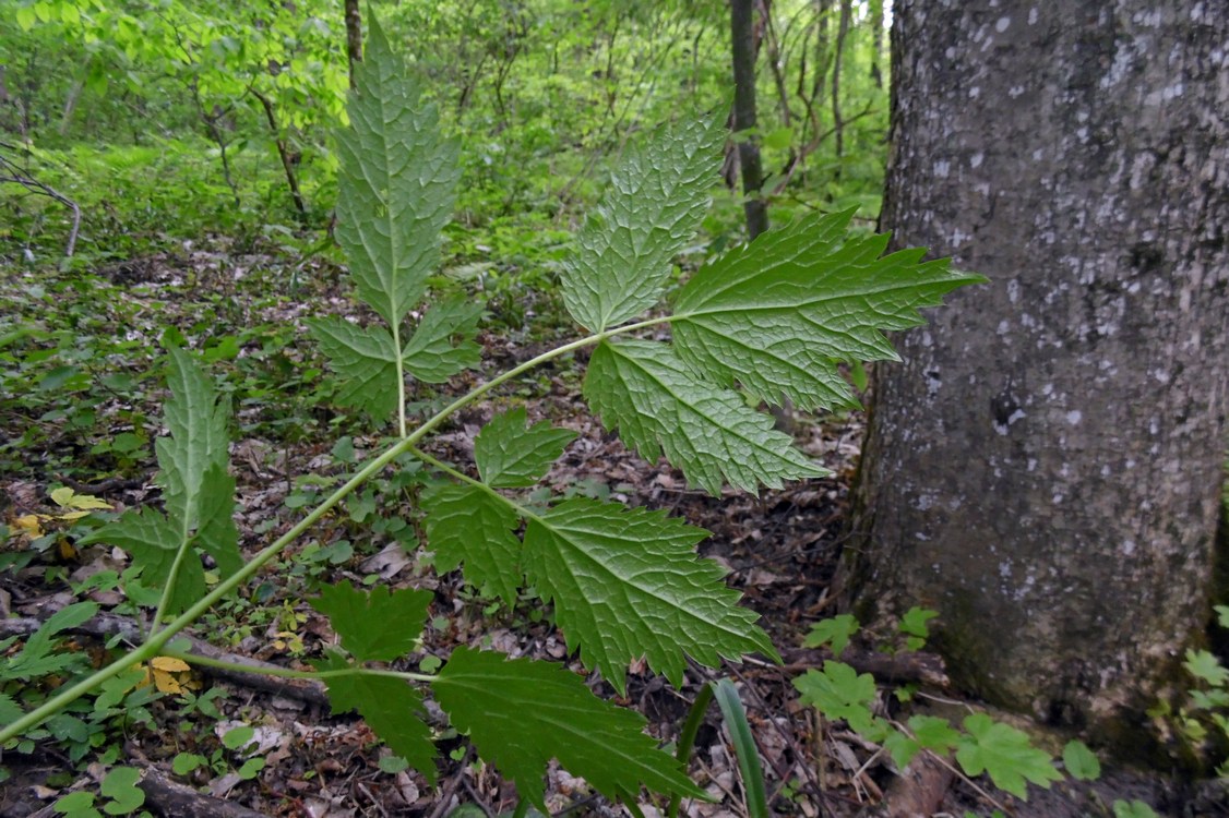 Изображение особи Actaea spicata.