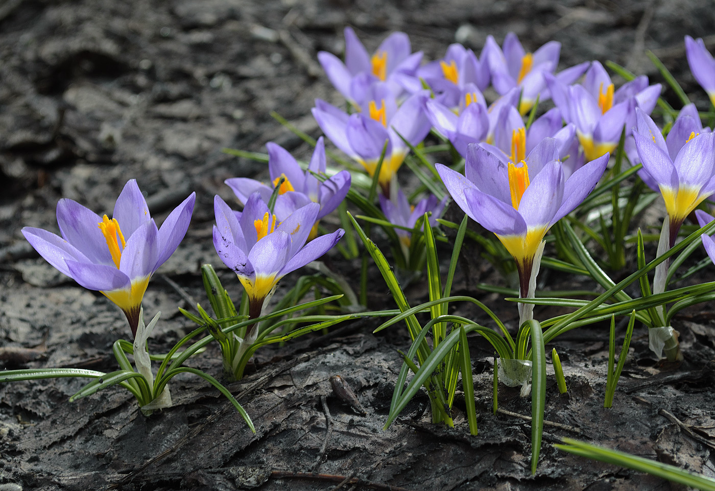 Изображение особи Crocus sieberi ssp. sublimis.