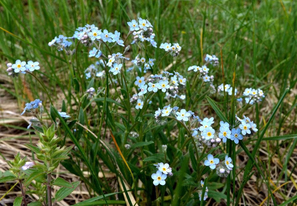 Изображение особи род Myosotis.