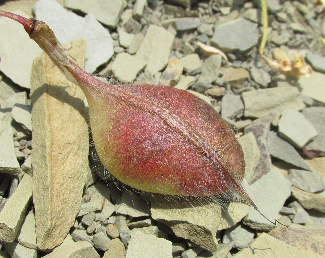 Image of Astragalus utriger specimen.