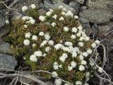 Ledum decumbens