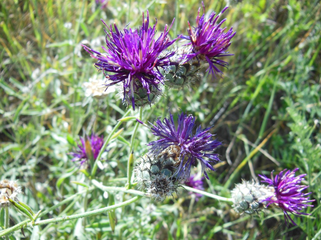 Изображение особи Centaurea pseudoscabiosa.