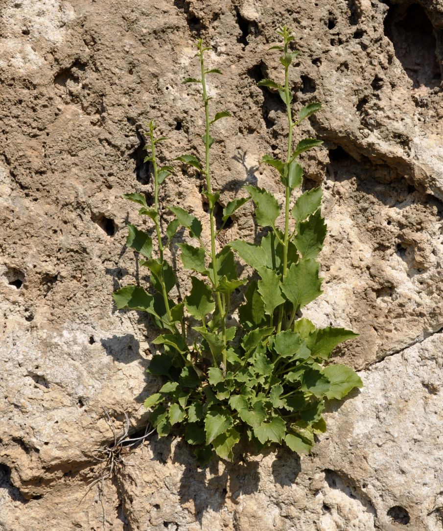 Image of Campanula versicolor specimen.