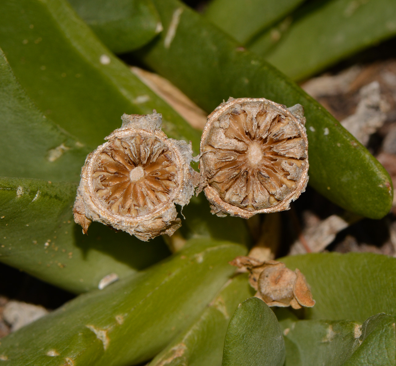 Image of Glottiphyllum linguiforme specimen.