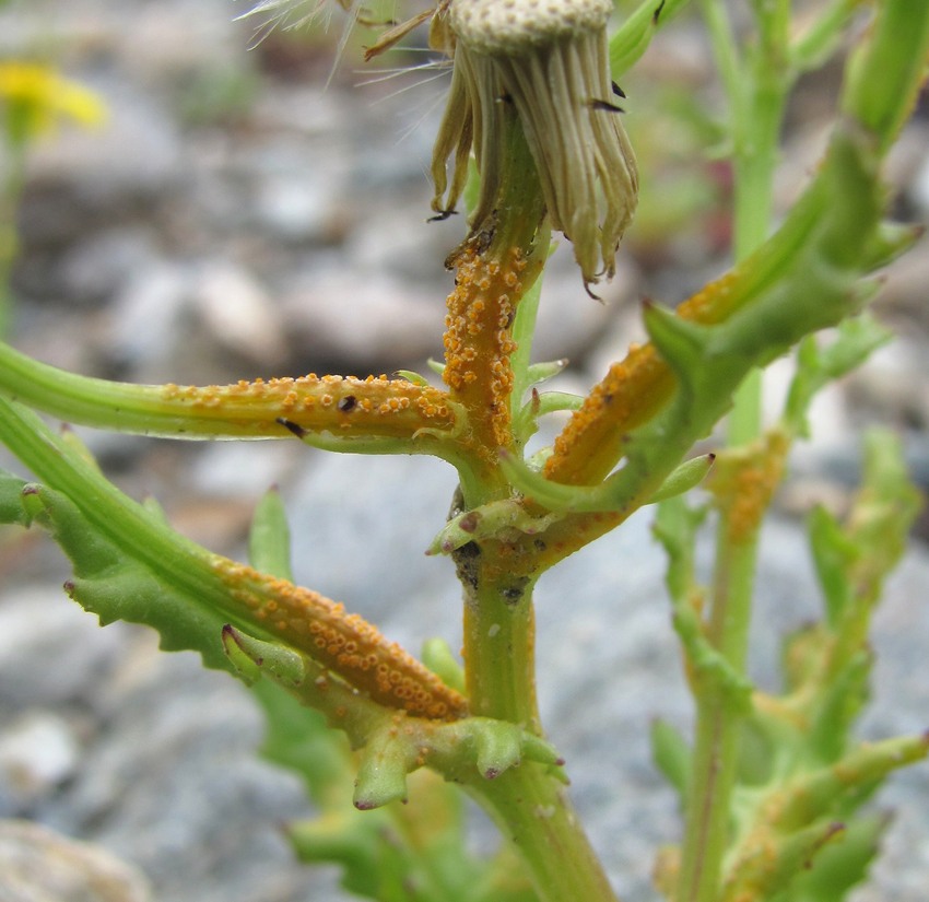 Image of Senecio sosnovskyi specimen.