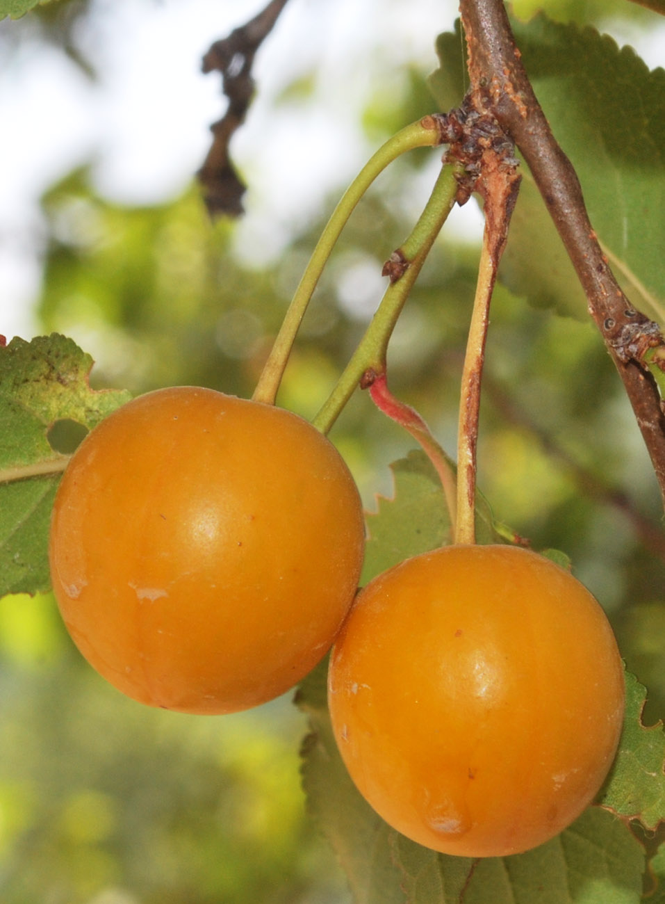 Изображение особи Prunus cerasifera.