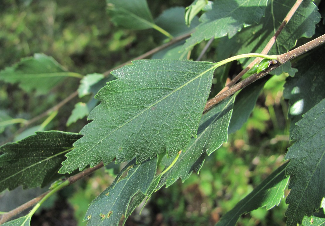 Image of Betula litwinowii var. svanica specimen.