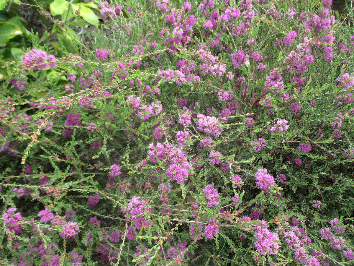 Image of Melaleuca thymifolia specimen.