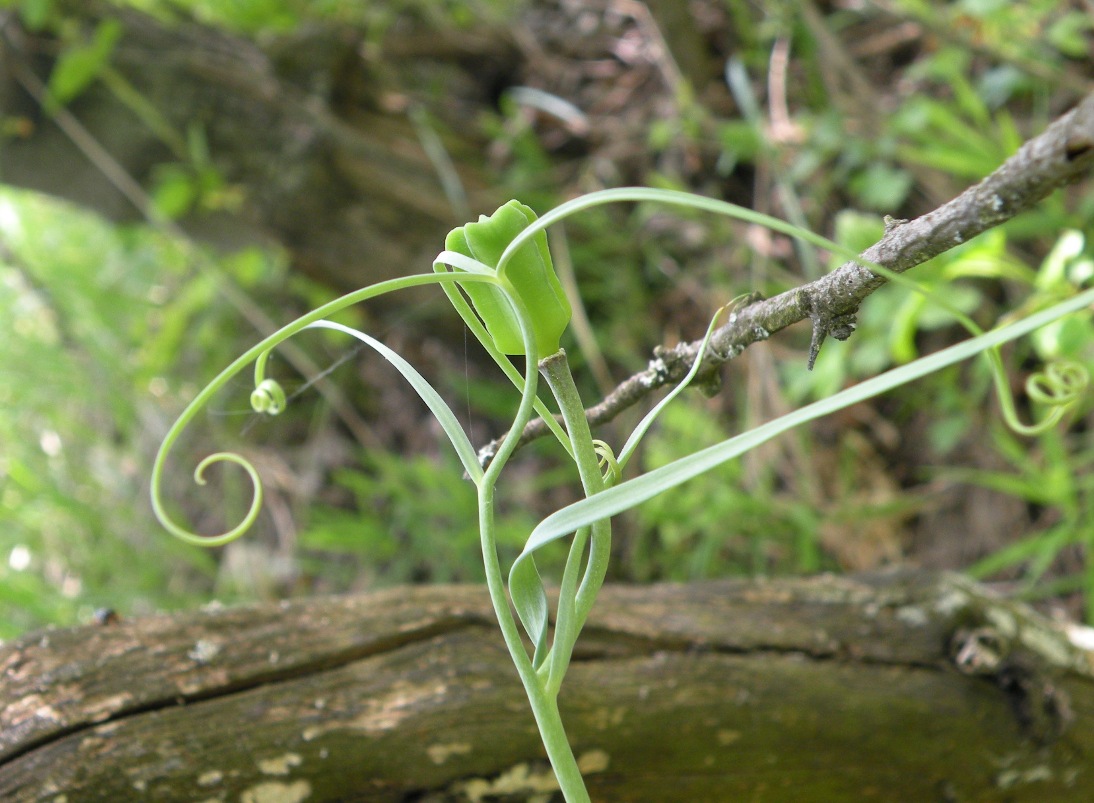 Image of Fritillaria ruthenica specimen.