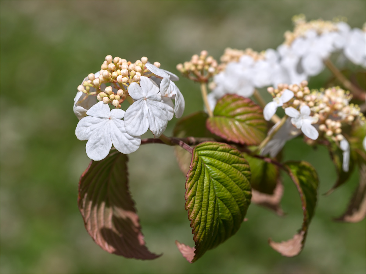 Image of Viburnum plicatum specimen.