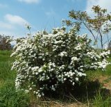 Spiraea &times; vanhouttei