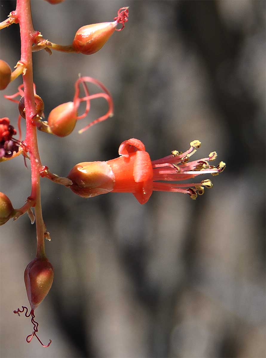 Изображение особи Fouquieria splendens.