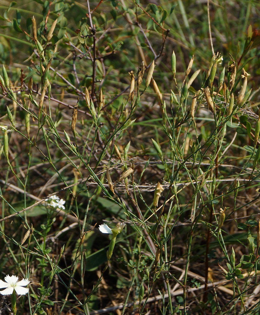 Изображение особи Dianthus ramosissimus.