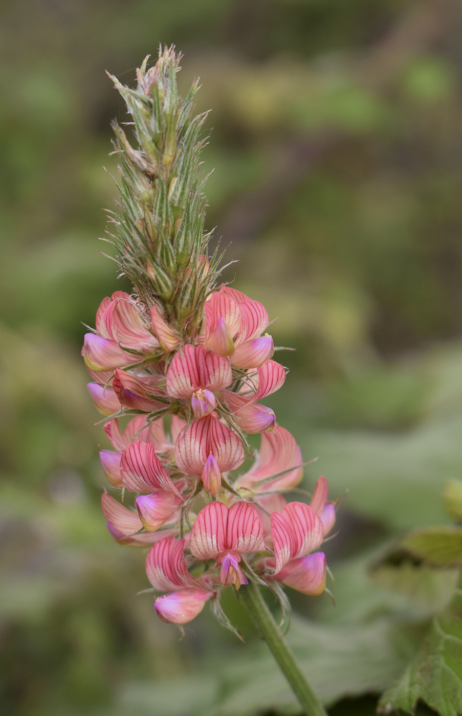 Image of Onobrychis viciifolia specimen.