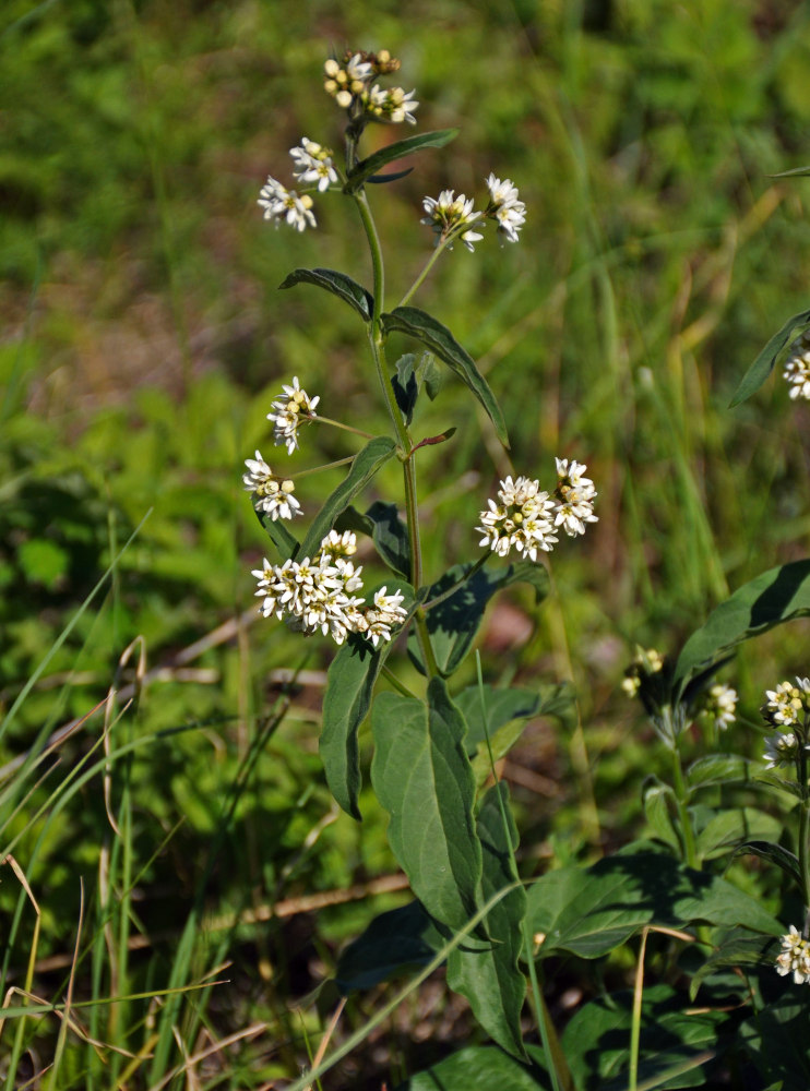 Image of Vincetoxicum hirundinaria specimen.