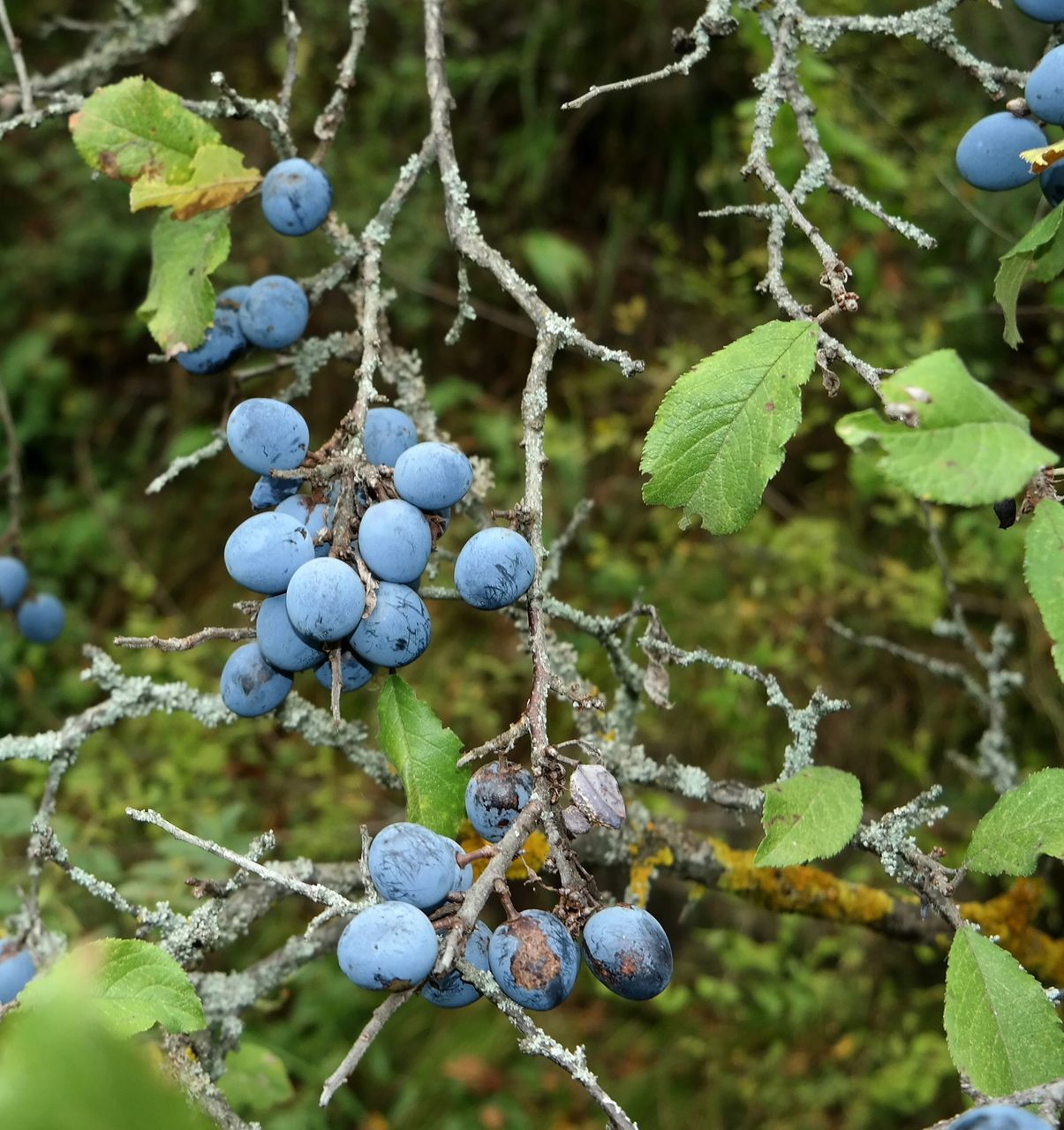 Изображение особи Prunus stepposa.