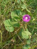 Ipomoea purpurea